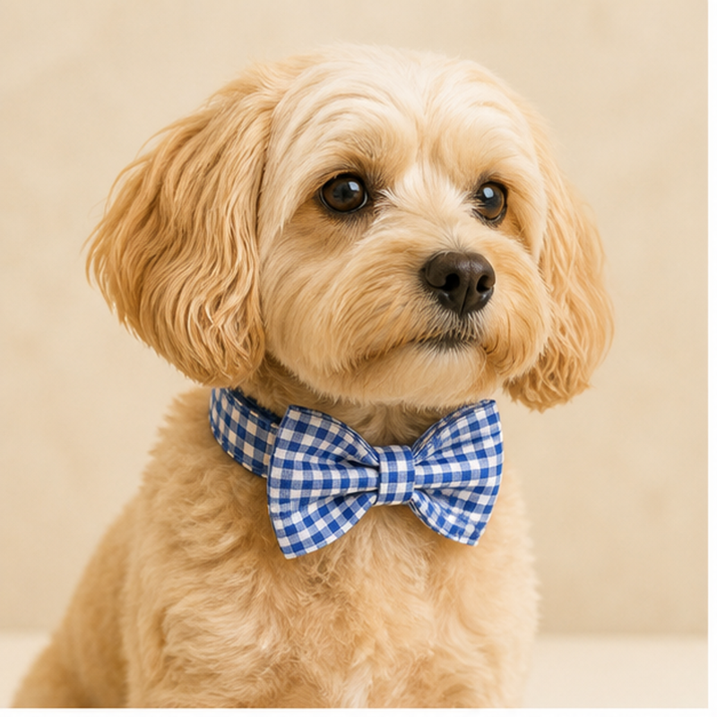 Bluebell Gingham Dog Walking Set