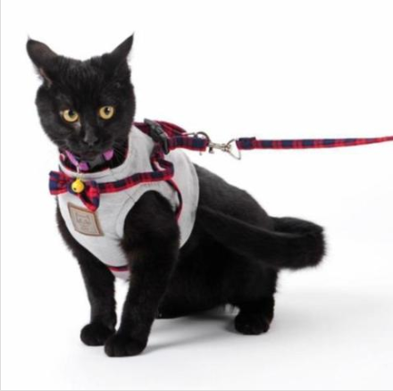 Whisker Wander Harness Set