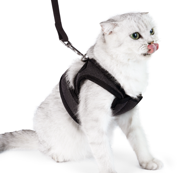 Adventure Buddy Harness