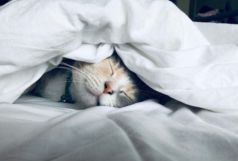 Collapsible Felt Cat Cave Bed
