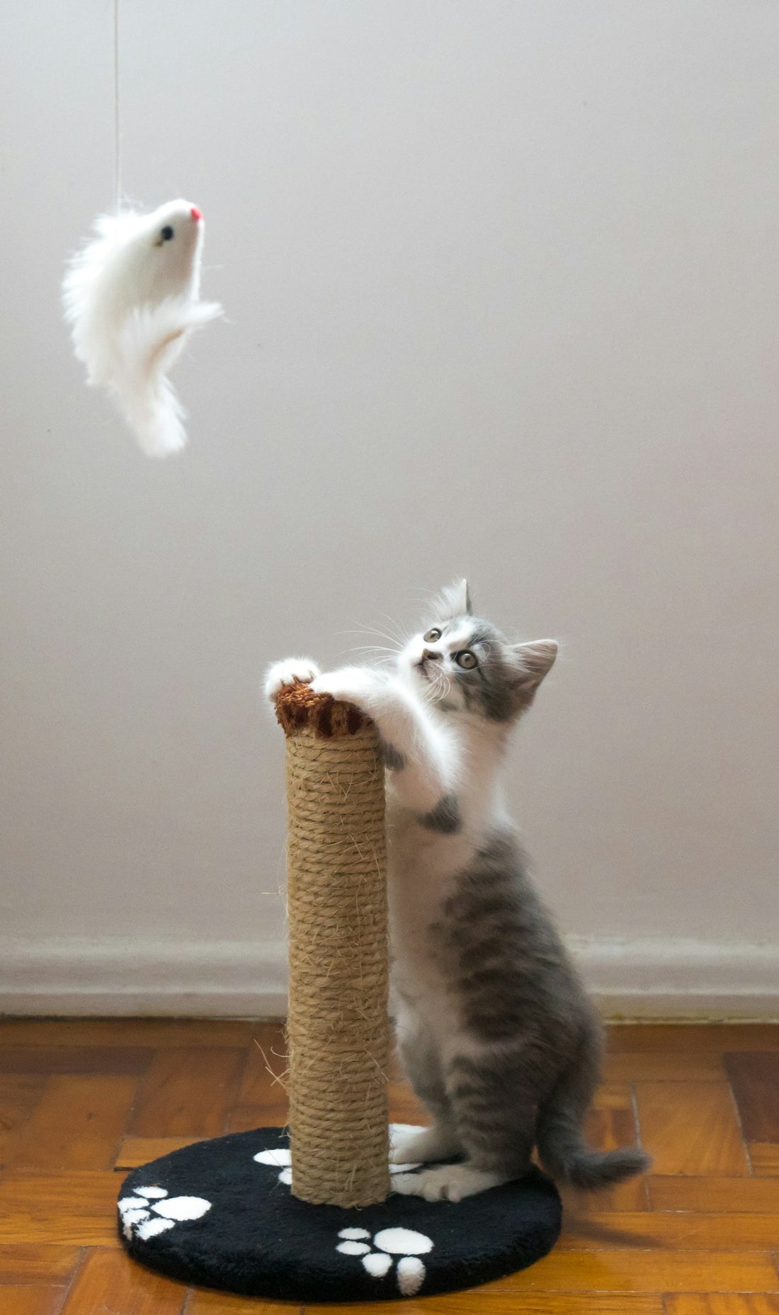 Rechargeable Motion Toy