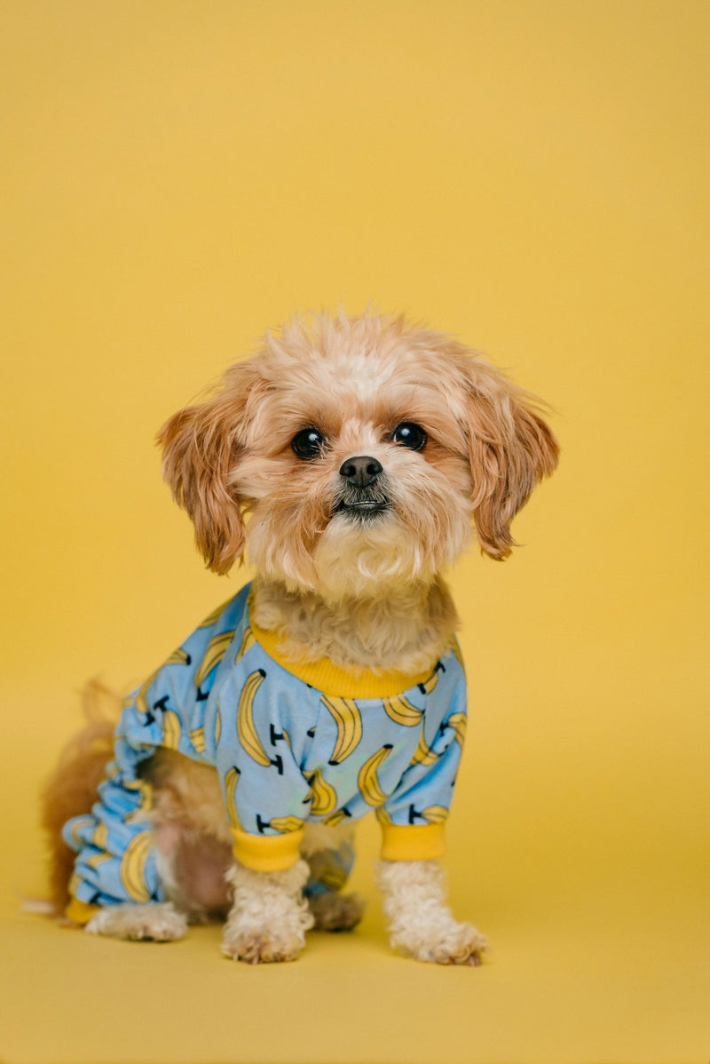 Disposable Dog Diapers