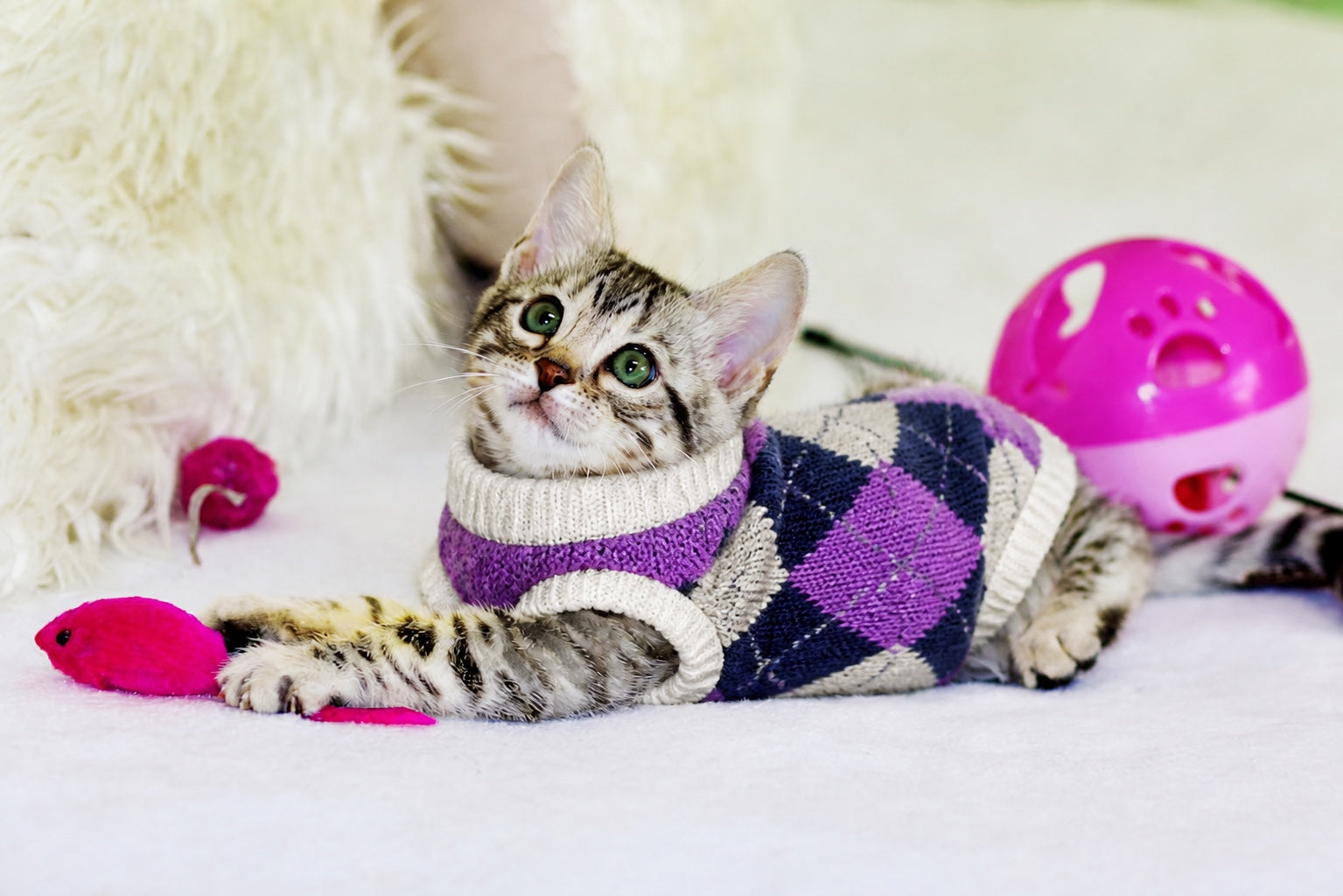 Silver tabby kitten in a bold lilac and navy argyle sweater