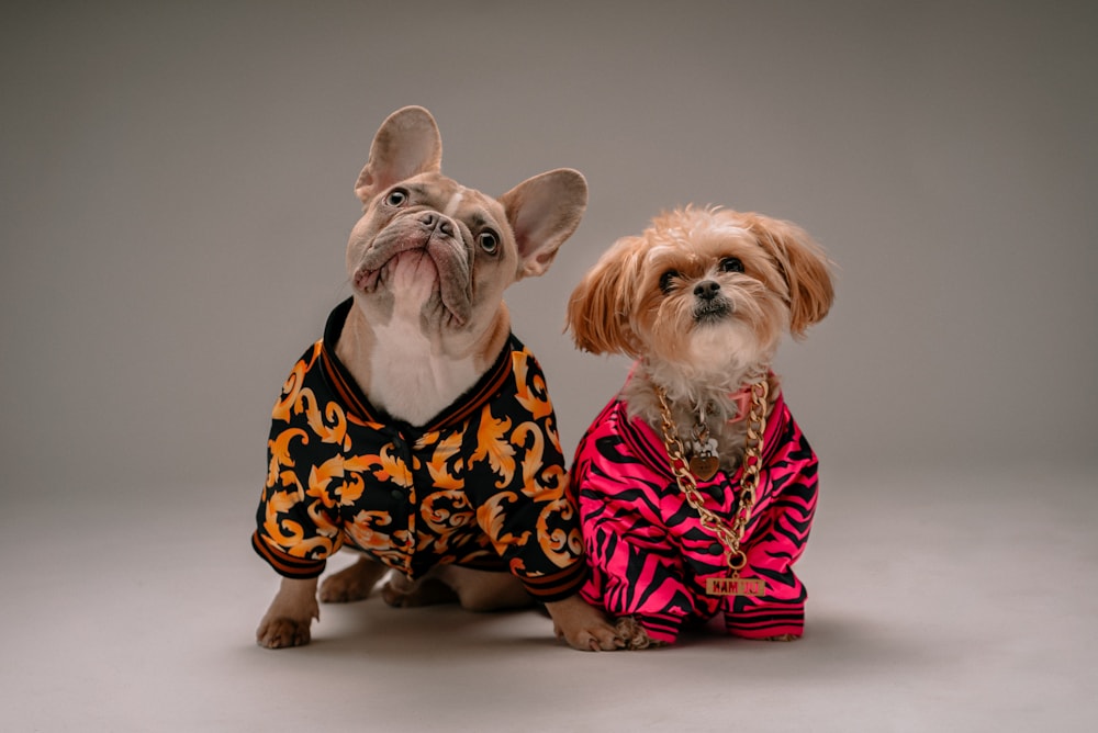 Two stylish dogs in patterned outfits, one wearing gold chains